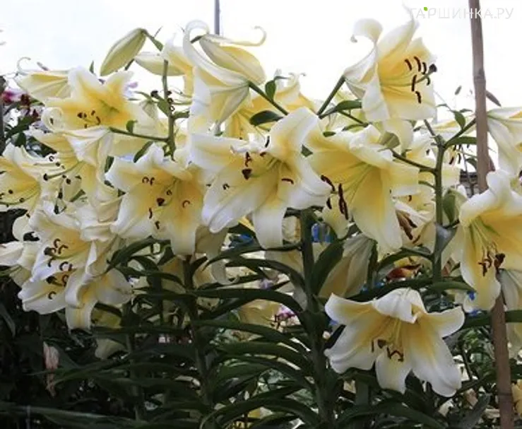 Лилия Ханимун ОТ-гибрид