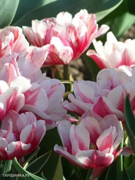 Тюльпан Горизонт (Хоризон) махровый 5шт