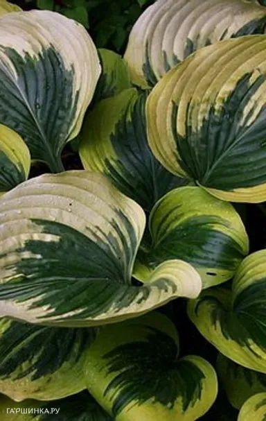 Хоста Бродвей (M)