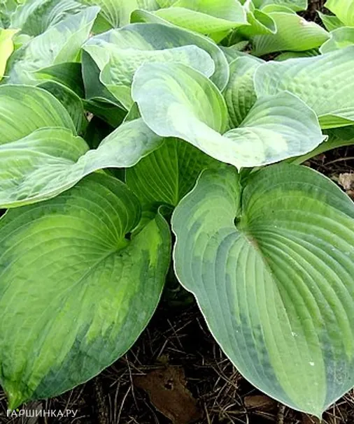 Хоста George Smith (L)