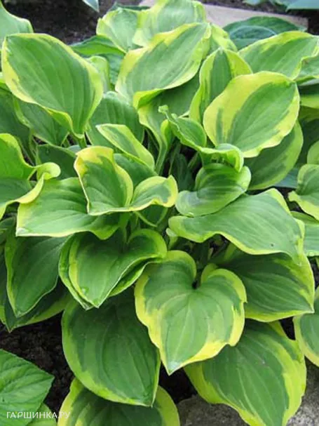 Хоста Голден Тиара (SM)