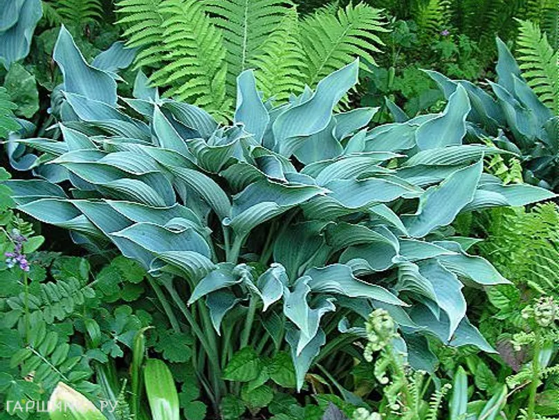 Хоста Кросса Регал (L)