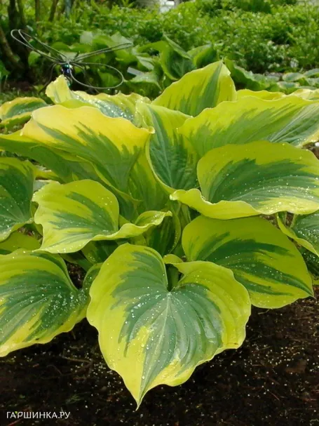 Хоста Либерти (VL)