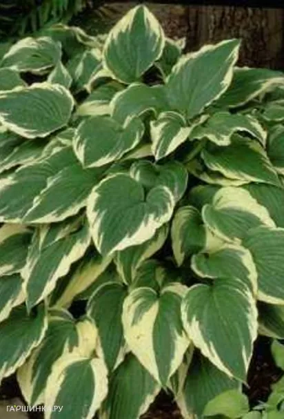 Хоста Моерхейм (M)