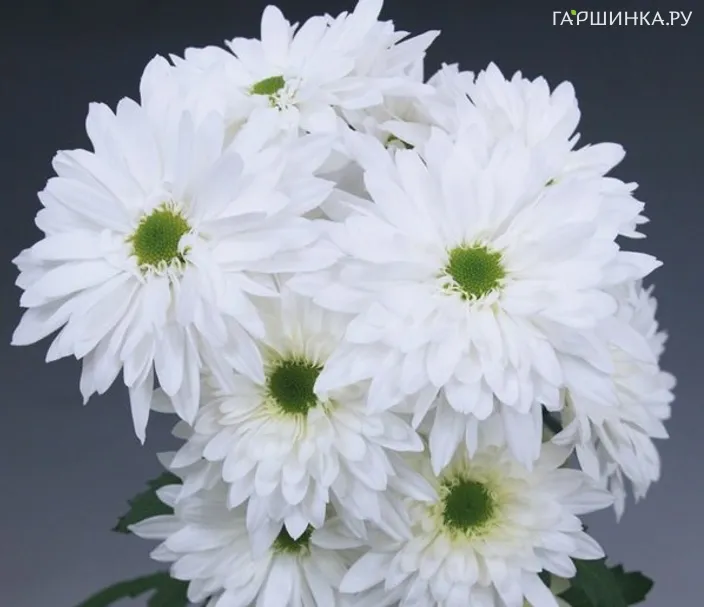 Хризантема Seoul White