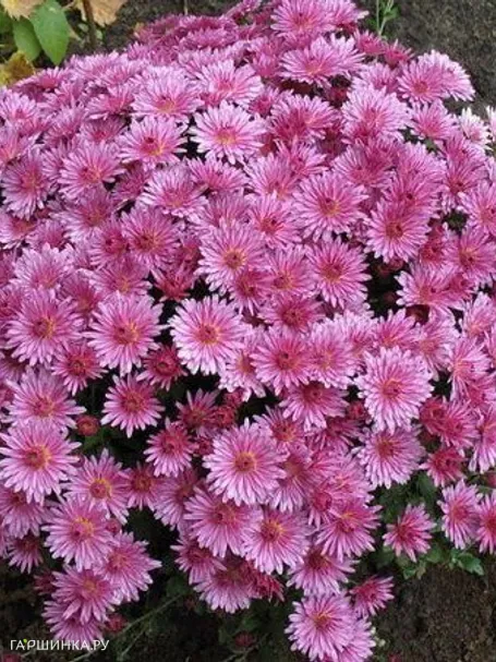 Хризантема мультифлора Branbunny