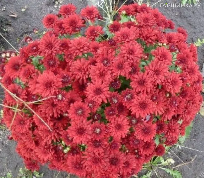 Хризантема мультифлора Бранскай Плам