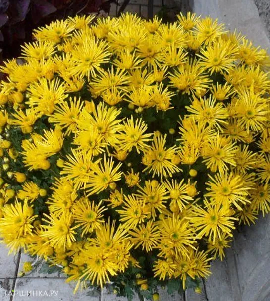 Хризантема мультифлора Бранспайдер Спринт