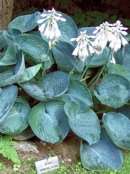 Хоста Абиква Дринкин Гурд (ML)