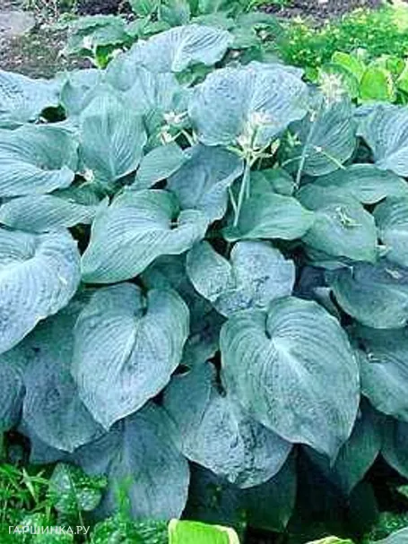 Хоста Блу Энджел (L)