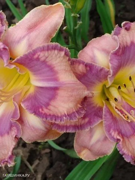 Лилейник Милдред Митчел