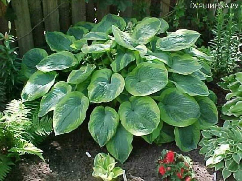 Хоста Олив Бэйли Лангдон (L)