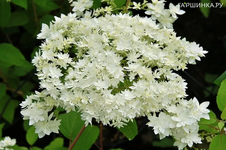 Гортензия древовидная Hayes Starburst