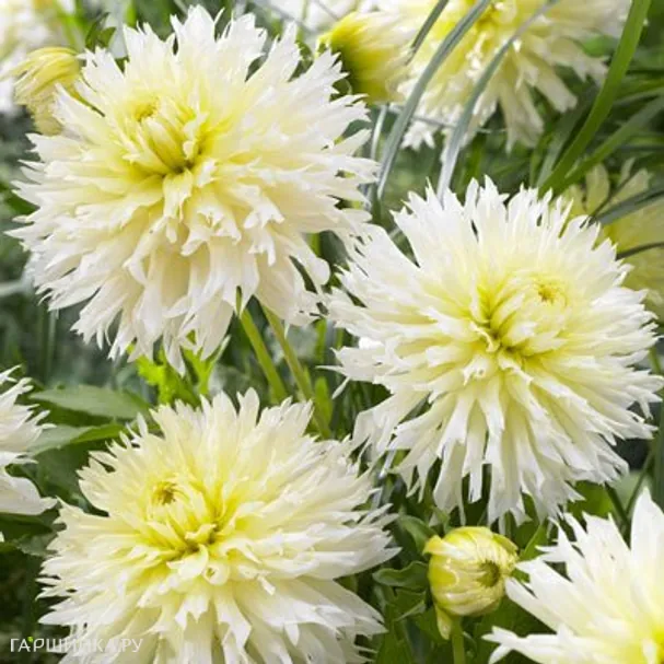 Георгина Айс Кристал бахромчатая