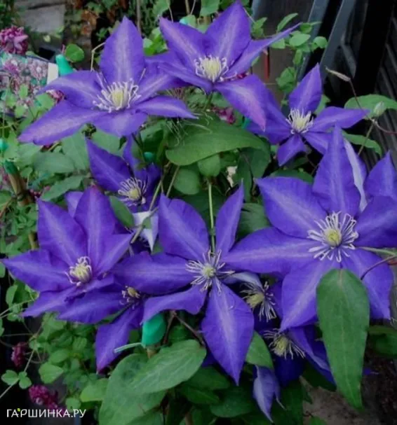 Клематис Даниэль Деронда крупноцветковый (2)