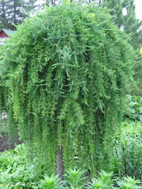 Лиственница Стиф Випер на штамбе 150 см