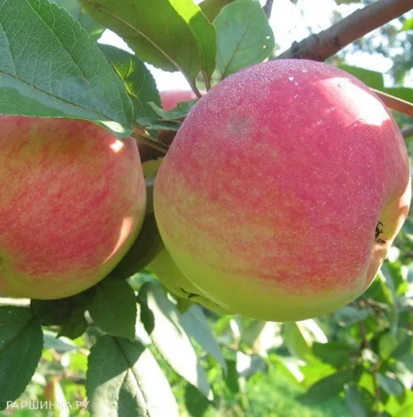 Яблоня Конфетное