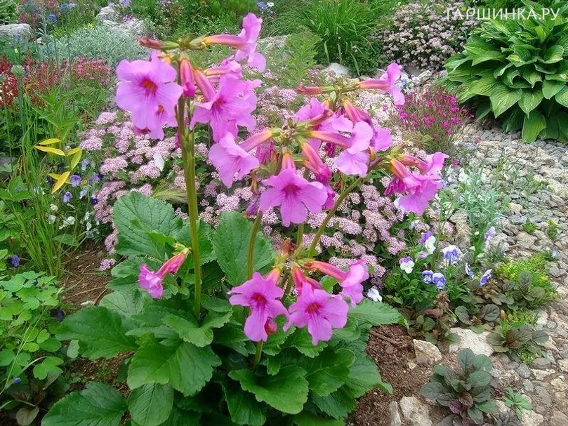 Инкарвиллея Делвея 2шт