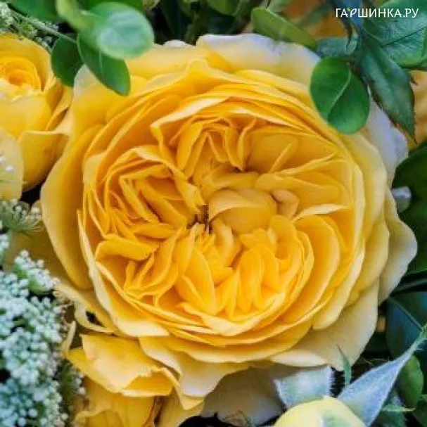 Роза Инка флорибунда, Империал Роуз Imperial Rose