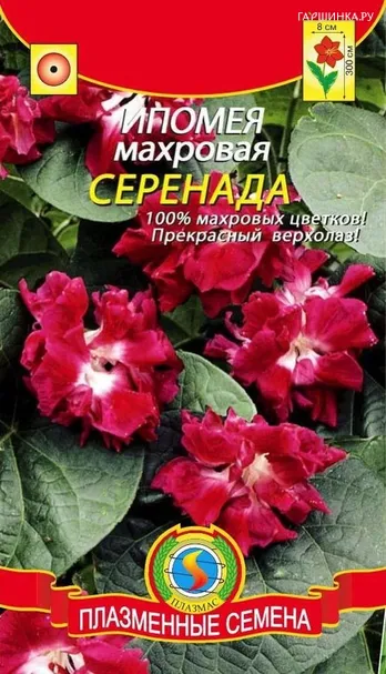 Ипомея махровая Серенада