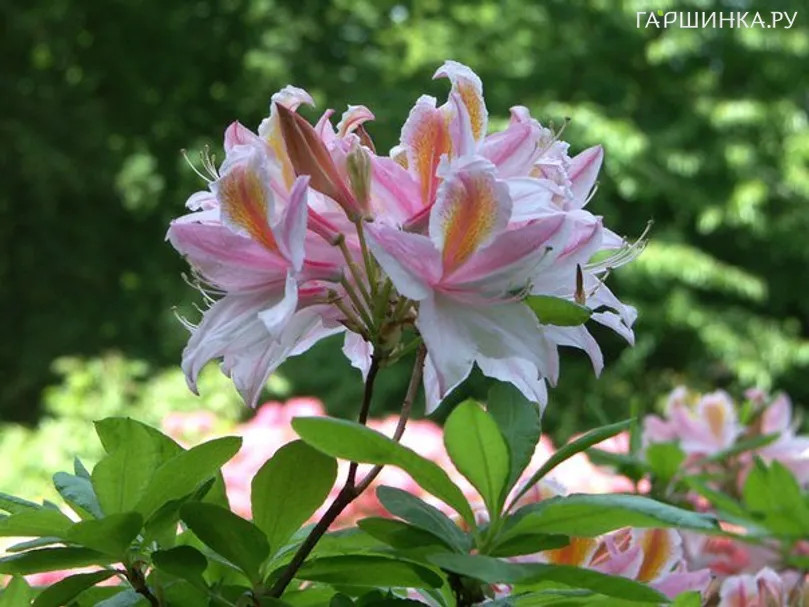 Рододендрон (Азалия) Ирен Костер