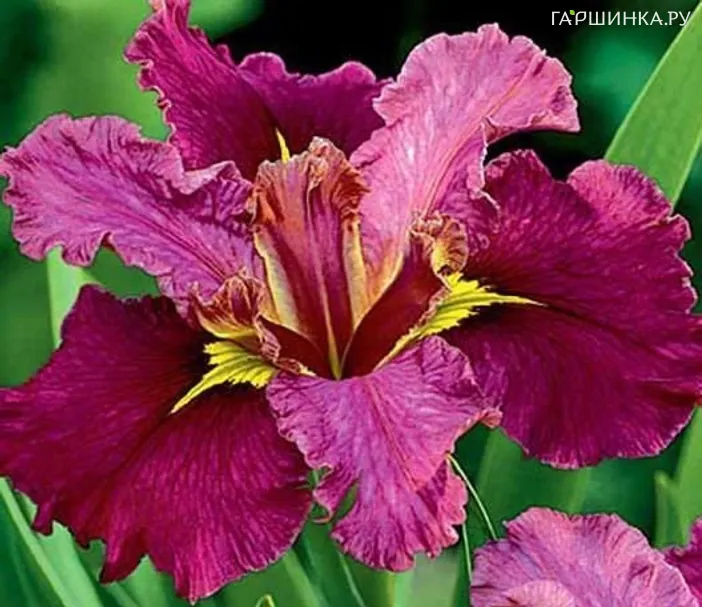 Ирис луизианский Джек Аттак