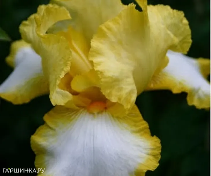 Ирис бородатый Фриндж оф Голд