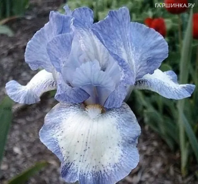 Ирис бородатый Фротингслош