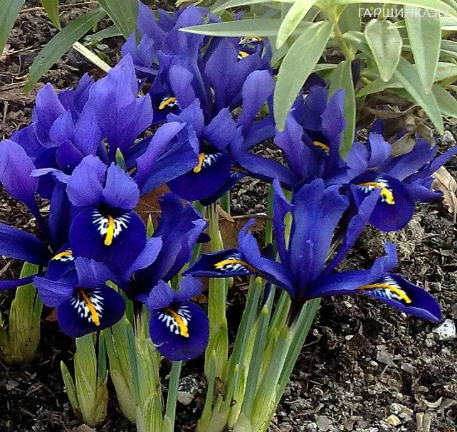 Ирис Гармония 10 шт