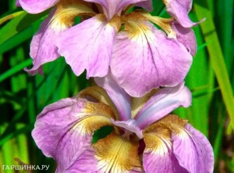 Ирис сибирский Рикуги Сакура