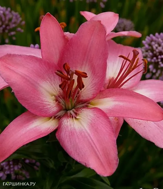 Лилия Айсберри азиатская /2шт