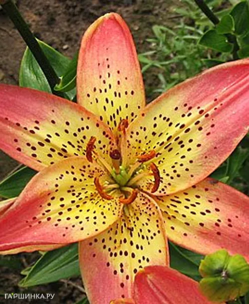 Лилия Италия азиатская/2шт