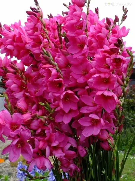 Иксия Венус 10шт