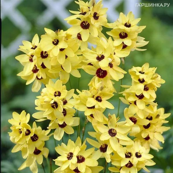 Иксия Еллоу Эмперор 10шт