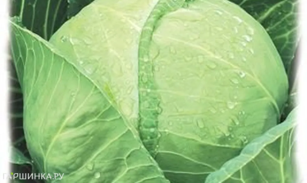 Капуста Июньская белокочанная ранняя 0,5 г