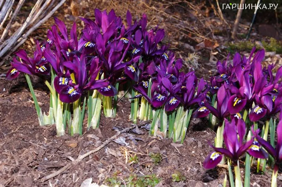 Ирис Джей Эс Дийт 15 шт