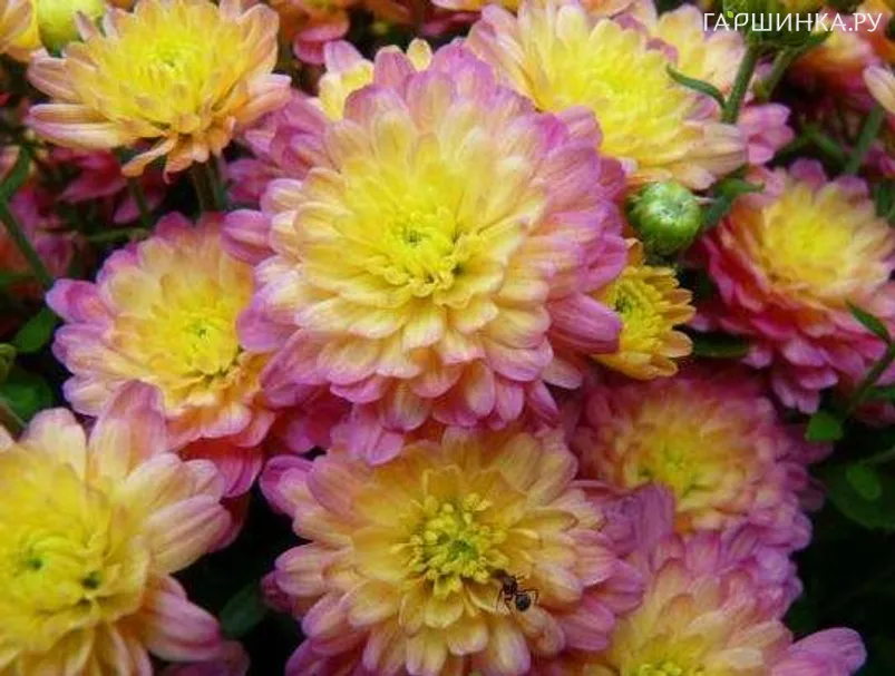 Хризантема мультифлора Jacqueline Peach