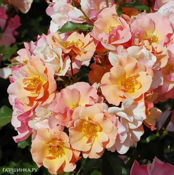 Роза Джаз почвопокровная, Тантау (лиц)