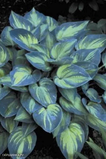 Хоста Джун (M)