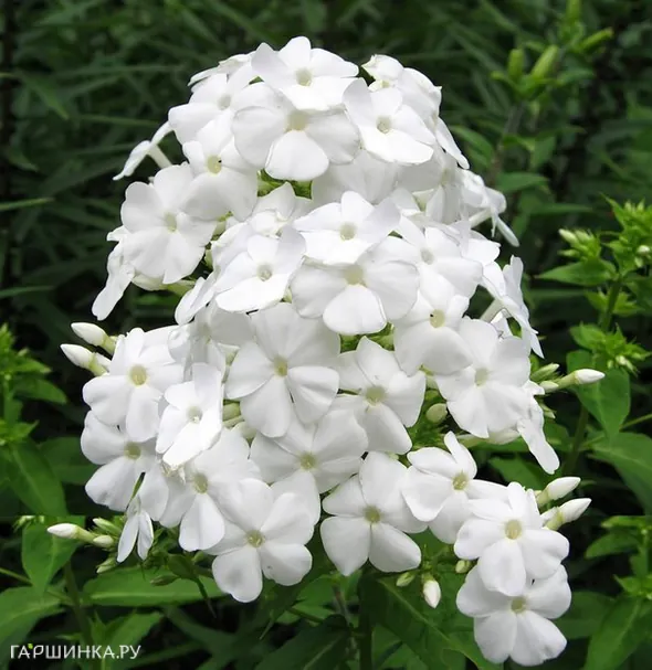 Флокс метельчатый Junior Fountain