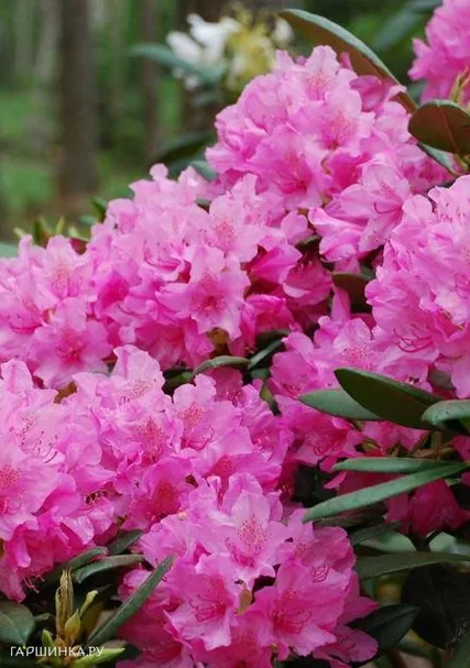 Рододендрон Гаага гибридный