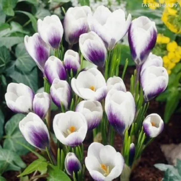 Крокус Принц Клаус 15 шт