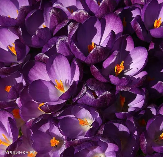 Крокус Руби Гиант 15 шт