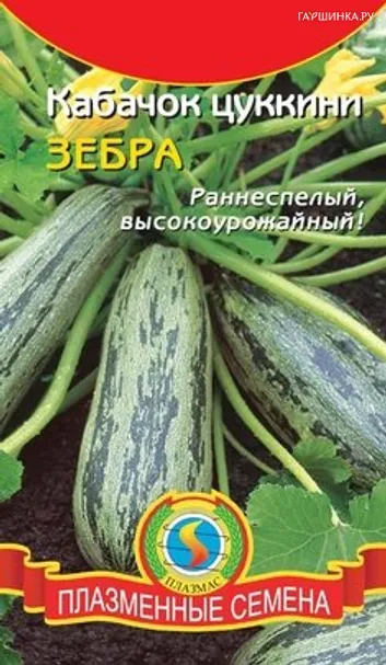 Кабачок (цуккини) Зебра, Плазменные семена