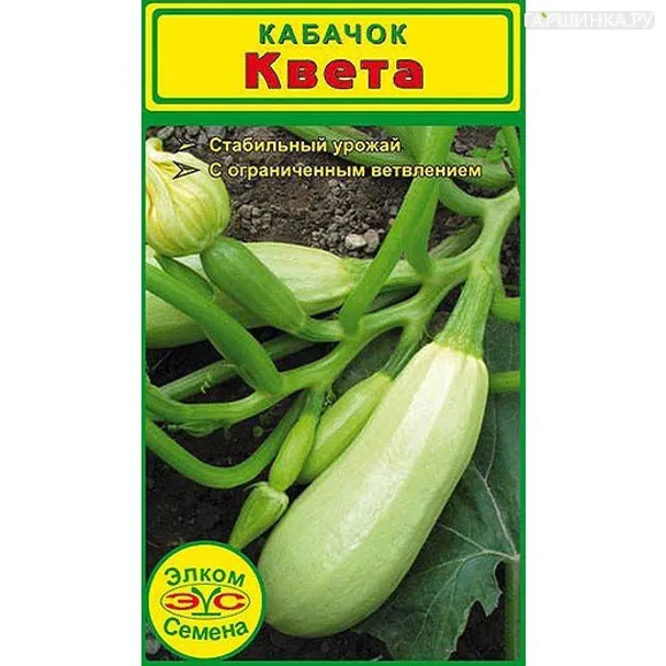 Кабачок Квета (5 сем.)