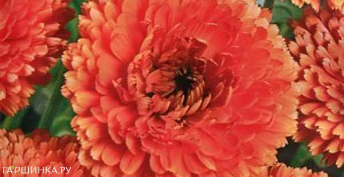 Календула махровая Солнце Египта ц/п