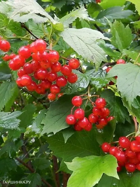 Калина обыкновенная