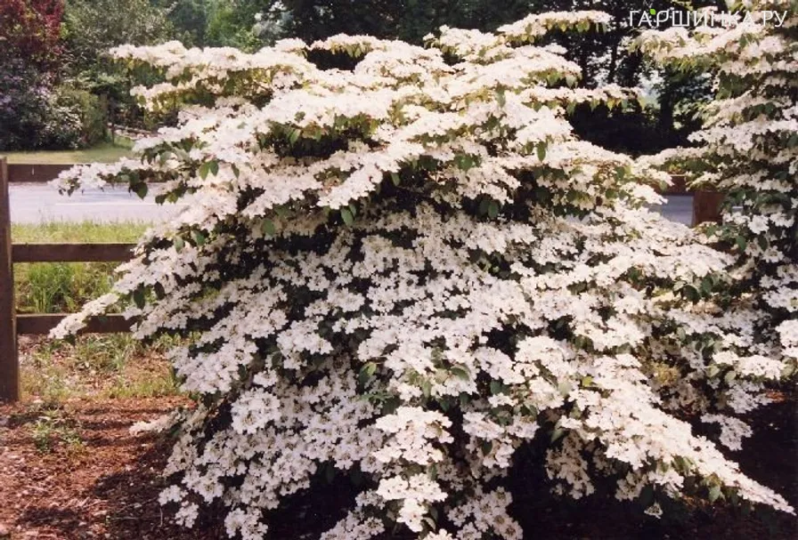 Калина Пинк Бьюти складчатая розовая