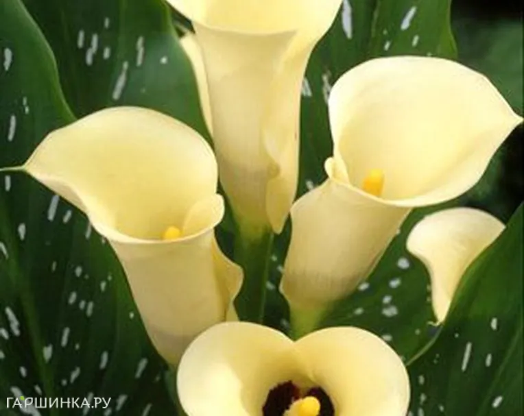 Калла Блэк Айд Бьюти