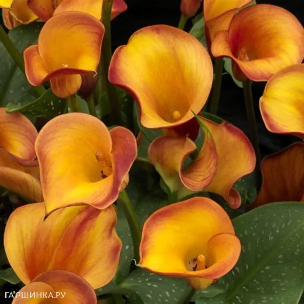 Калла Файрлайт